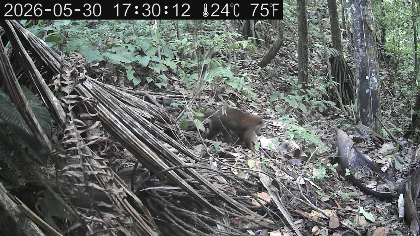A white-nosed coati nosing through the leaf litter by day
