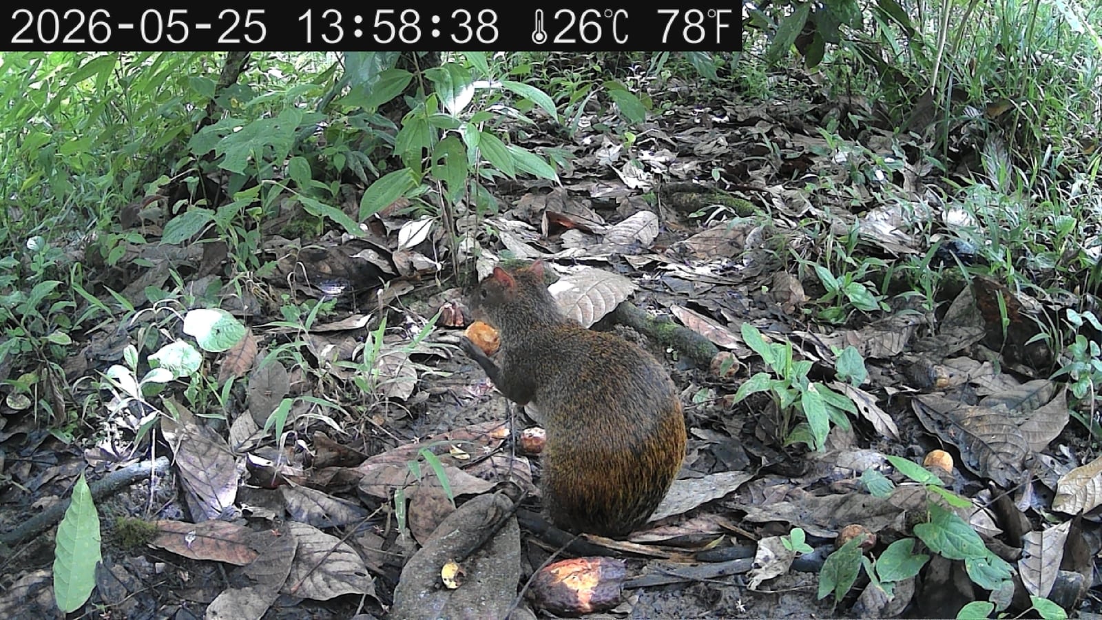 Central American agouti eating a fallen fruit, the forest's most-photographed mammal