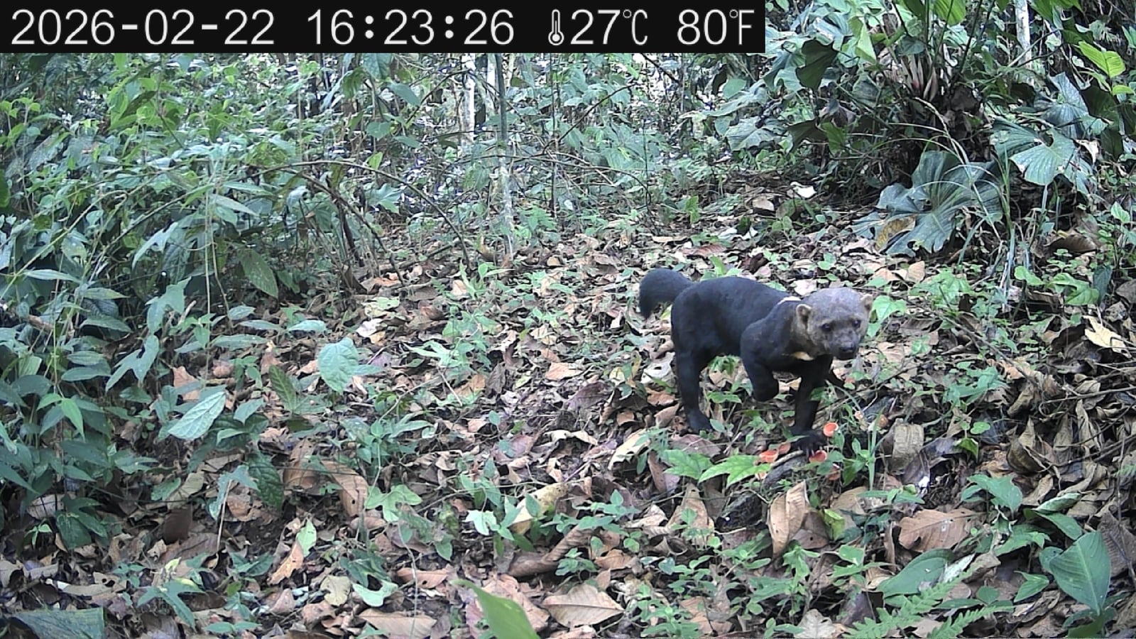Tayra, a large diurnal weasel, on the move
