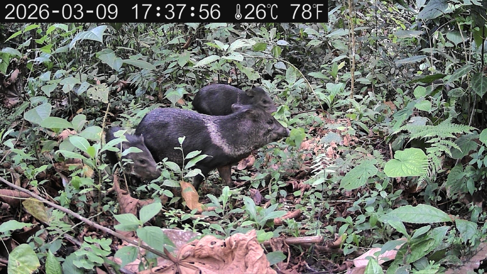 A collared peccary often seen traveling in groups