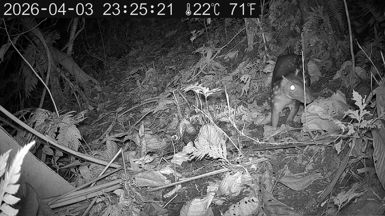 Lowland paca foraging at night