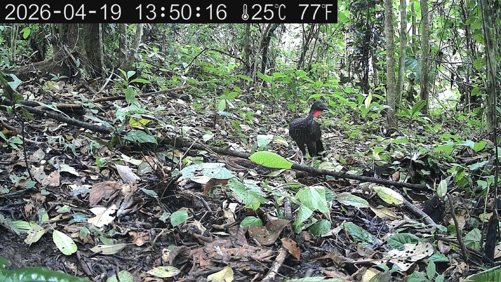 Crested guan foraging on the forest floor