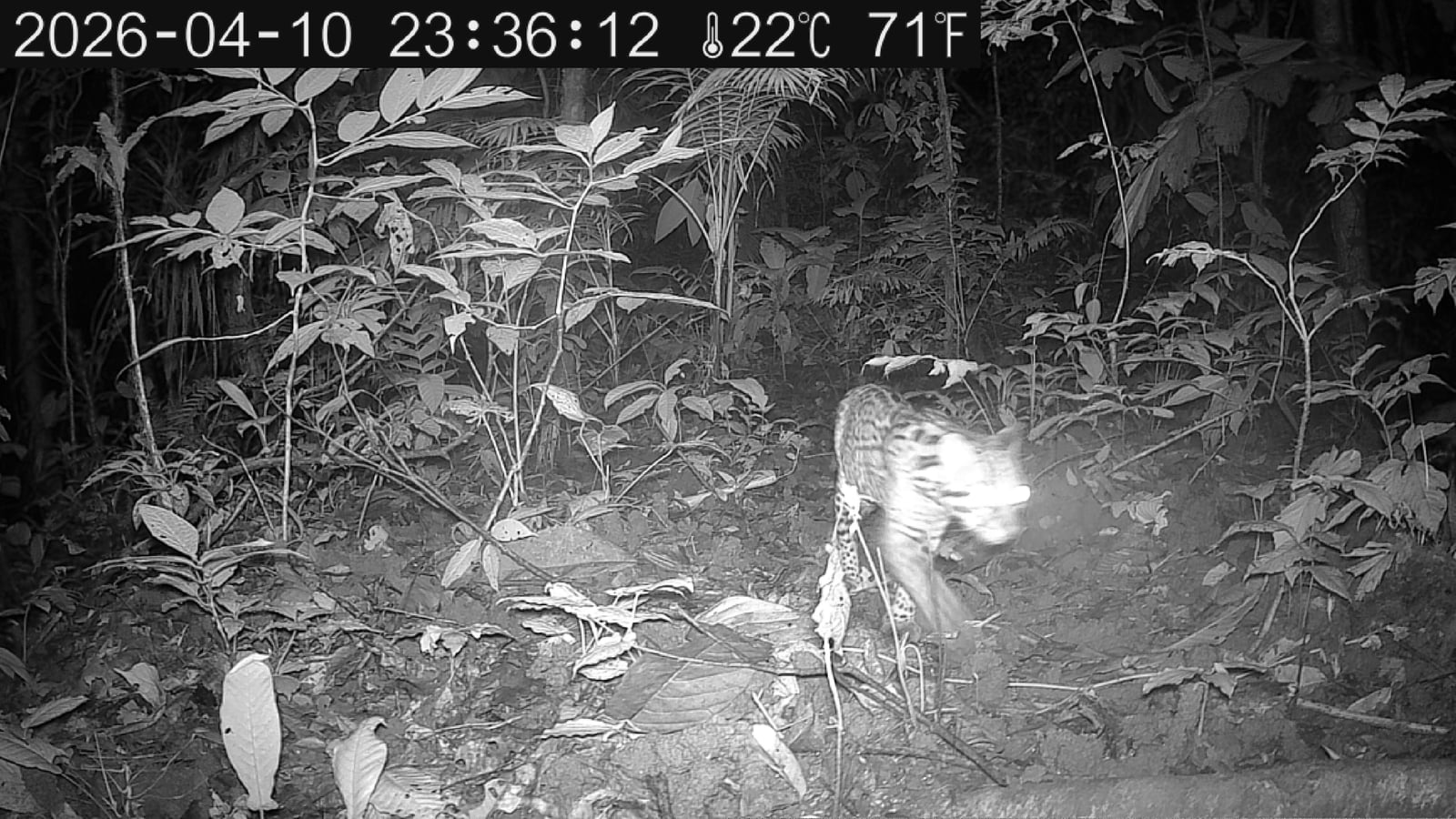 Ocelot walking along a trail at night