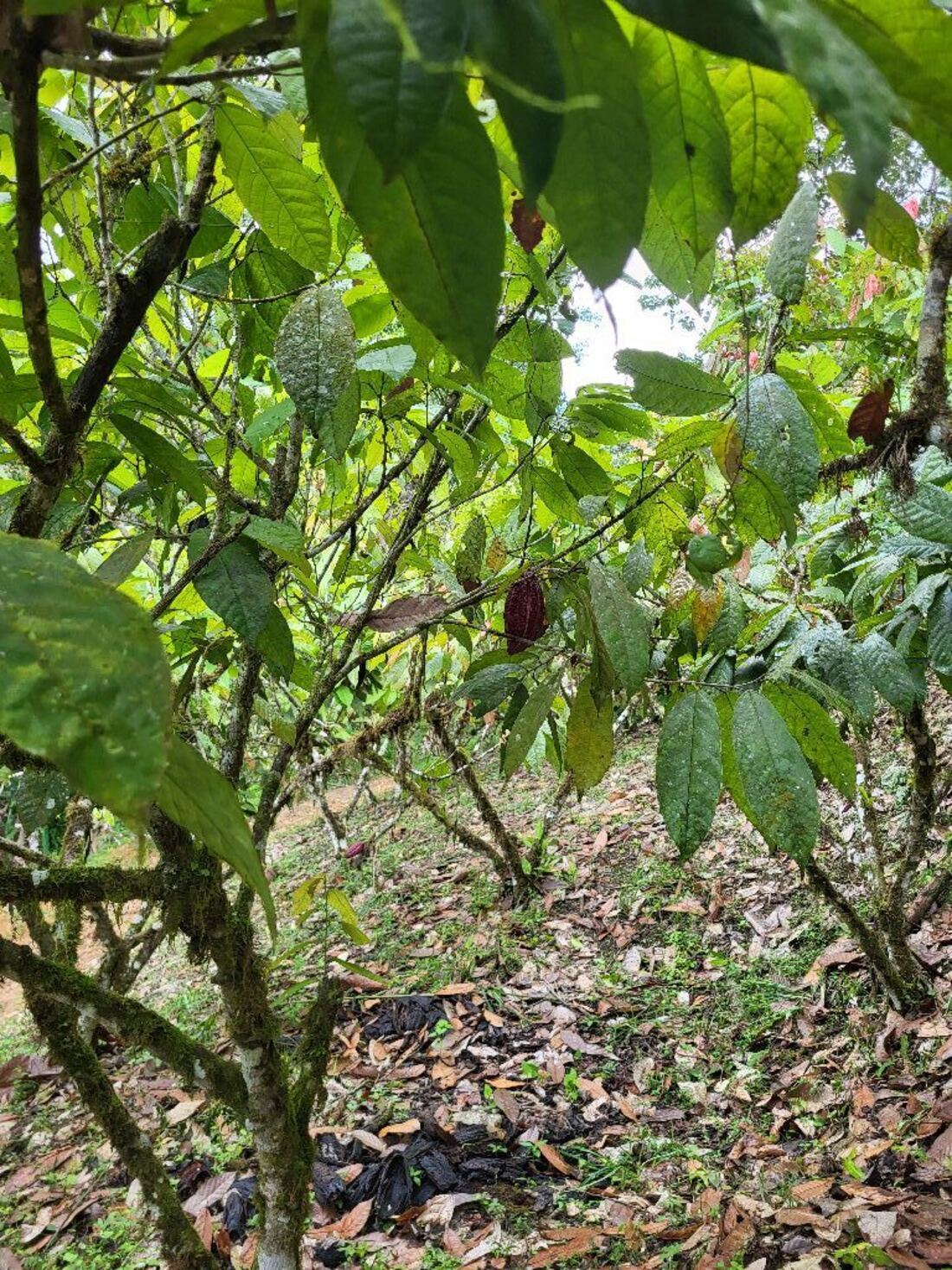 Cacao (CCN)