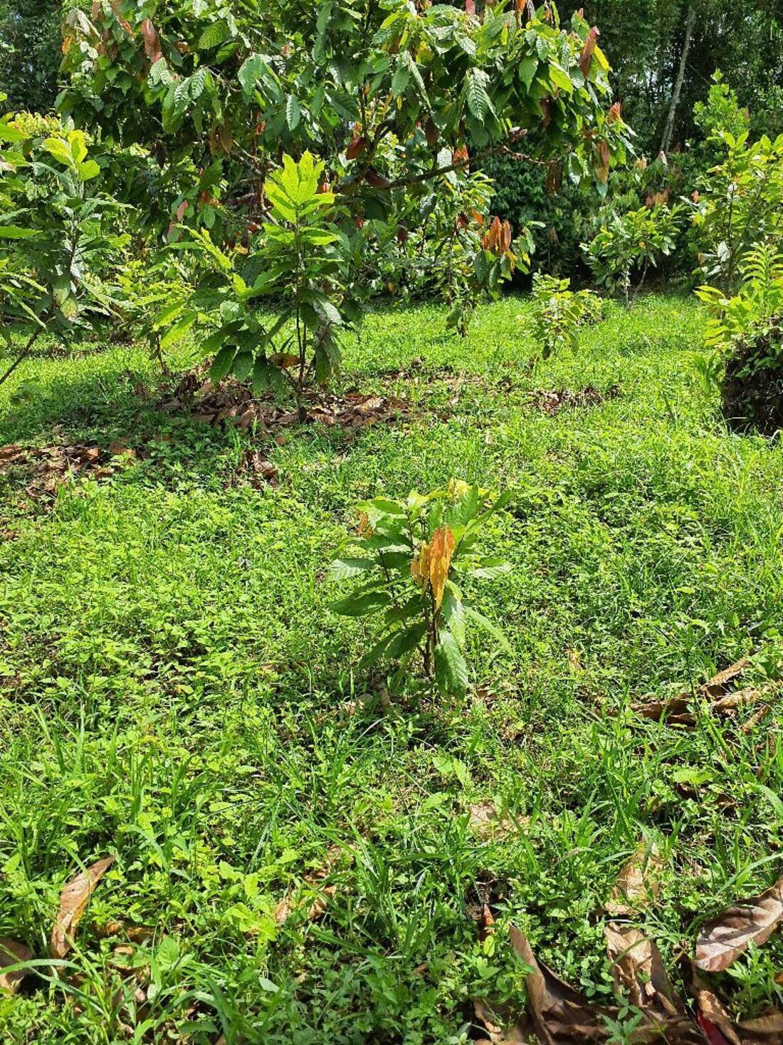 Cacao (GIZ)