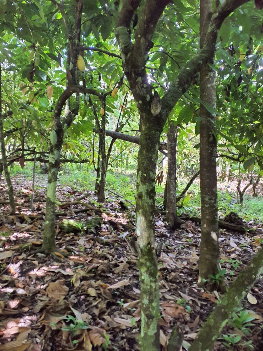 Cacao (Nacional)