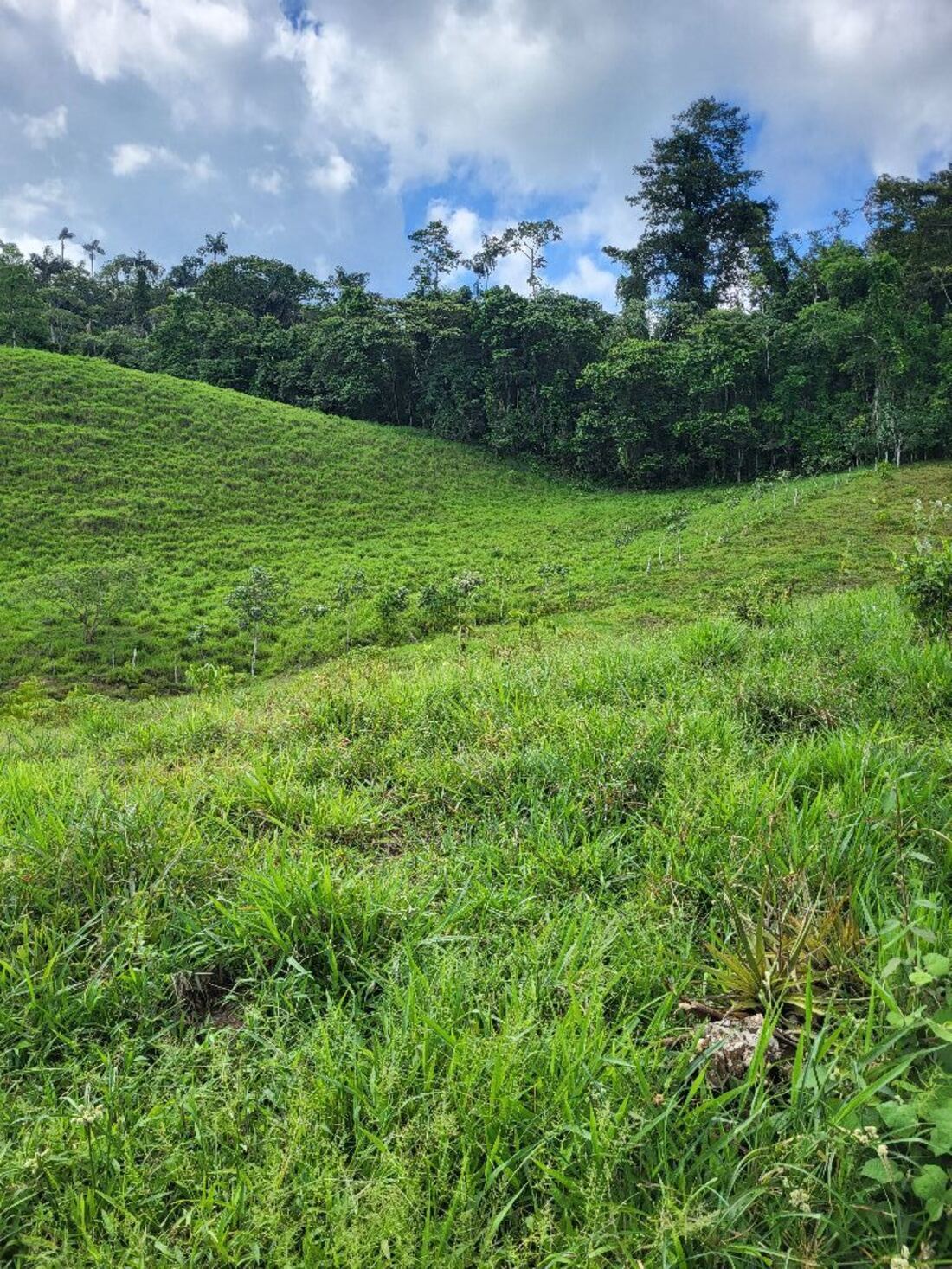 Pasture