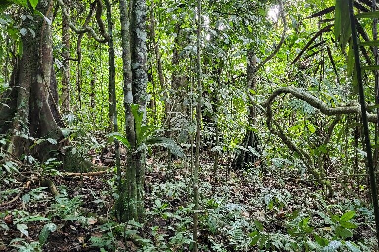 Primary forest