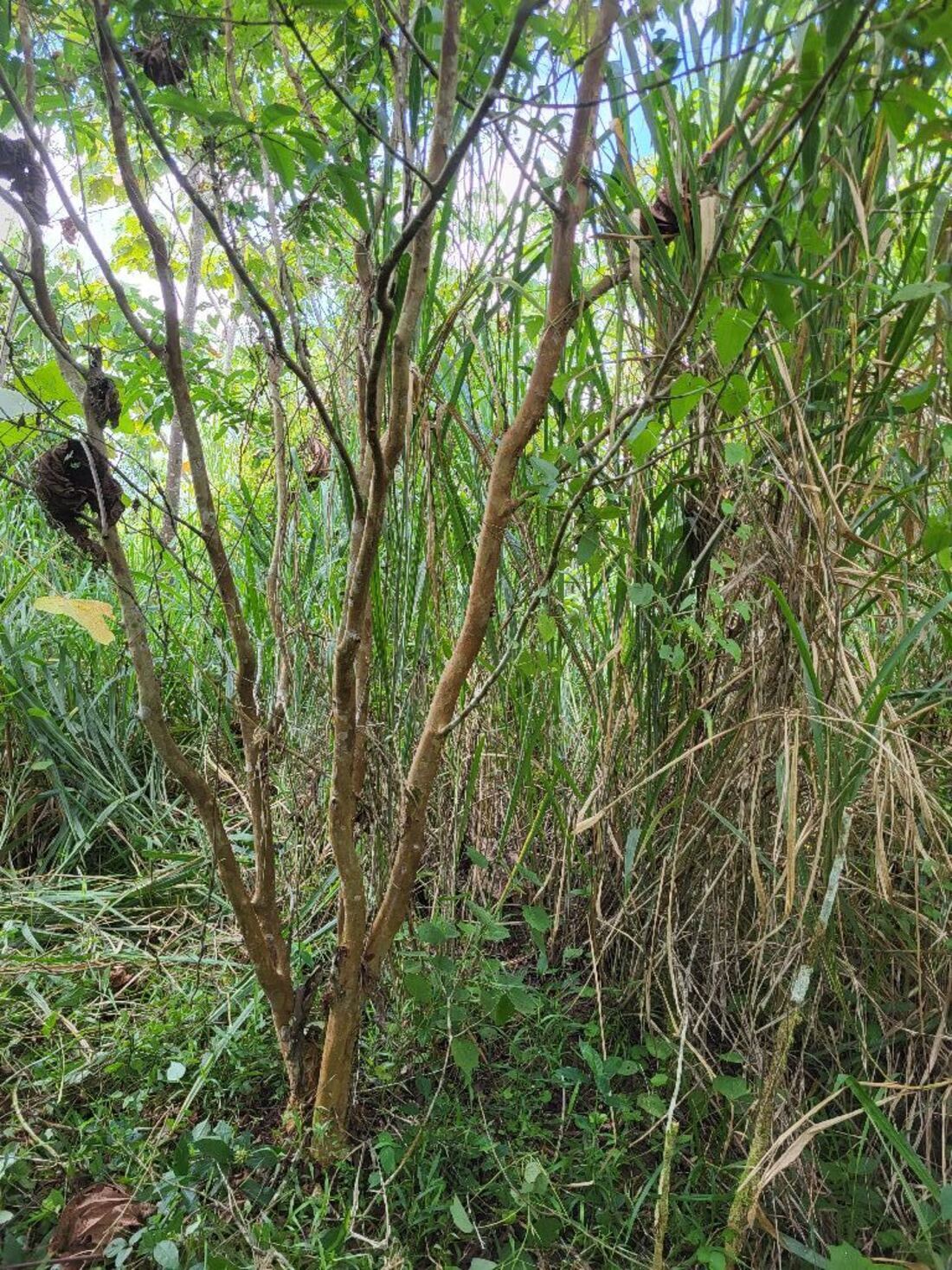 Reforestation