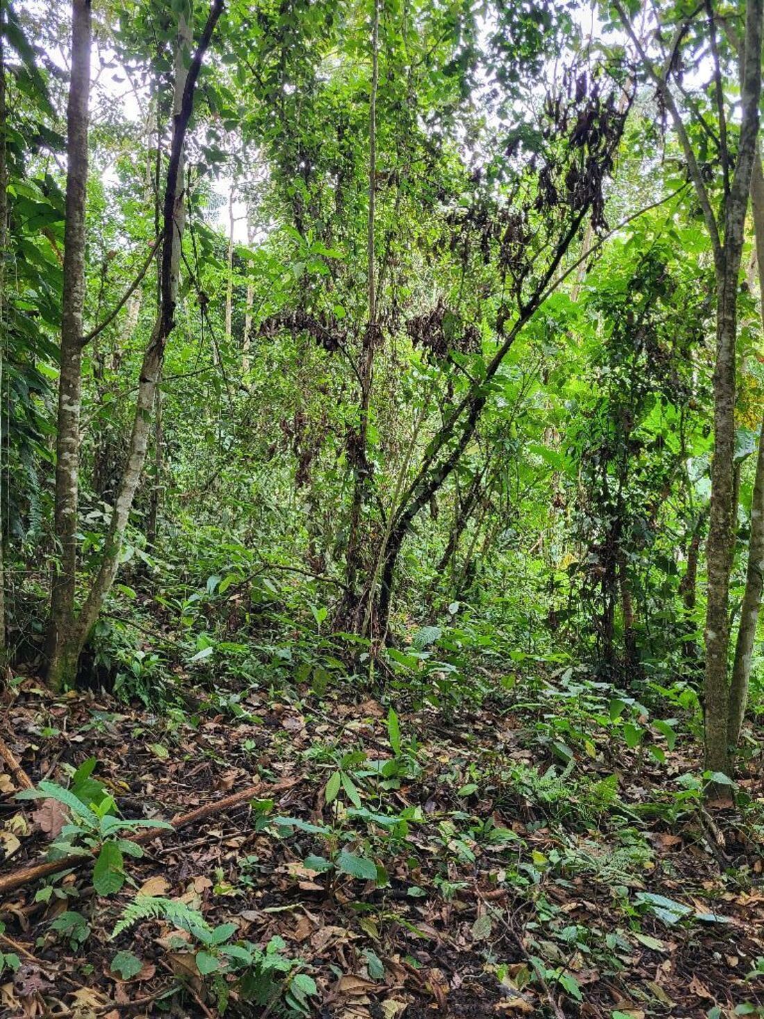 Secondary forest